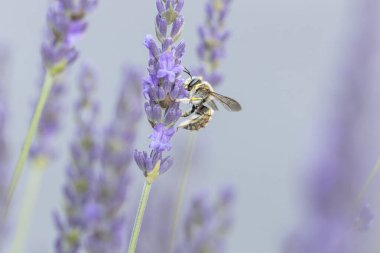Avrupa yün kartlı arı Anthdium lavanta aromalı manikür.