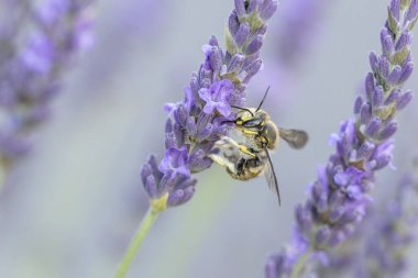 Avrupa yün kartlı arı Anthdium lavanta aromalı manikür.