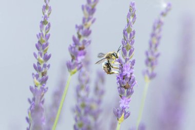Avrupa yün kartlı arı Anthdium lavanta aromalı manikür.