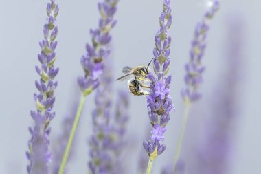 Avrupa yün kartlı arı Anthdium lavanta aromalı manikür.
