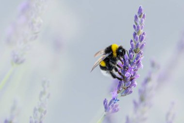 Kabarık kuyruklu yaban arısı işçi Bombus tarlaları çiçek arıyor.