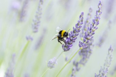 Kabarık kuyruklu yaban arısı işçi Bombus tarlaları çiçek arıyor.