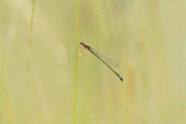 Coenagrionidae mavi kuyruklu küçük hanım sineği ya da yaygın mavi kuyruklu Ischnura elegans çimenlerin üzerinde oturan