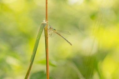 Lestidae Willow zümrüt kızböceği Chalcolestes viridis çimlerin üzerinde oturuyor