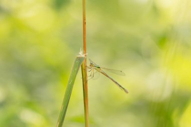 Lestidae Willow zümrüt kızböceği Chalcolestes viridis çimlerin üzerinde oturuyor