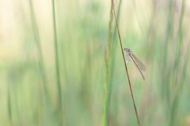 Platycnemididae beyaz bacaklı kızböceği ya da otların üzerinde oturan mavi tüylü Platycnemis pennipes.
