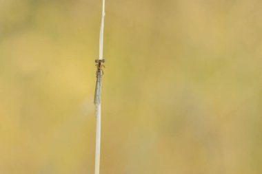 Platycnemididae beyaz bacaklı kızböceği ya da otların üzerinde oturan mavi tüylü Platycnemis pennipes.
