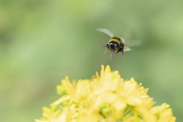 Εργάτης Μέλισσας Ουρά Bombus Terrestris Που Αναζητά Λουλούδια — Φωτογραφία Αρχείου