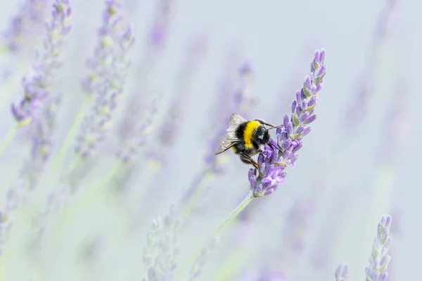 Buff Tailed Bumblebee Worker Bombus Terrestris Butinant Sur Les Fleurs — Photo