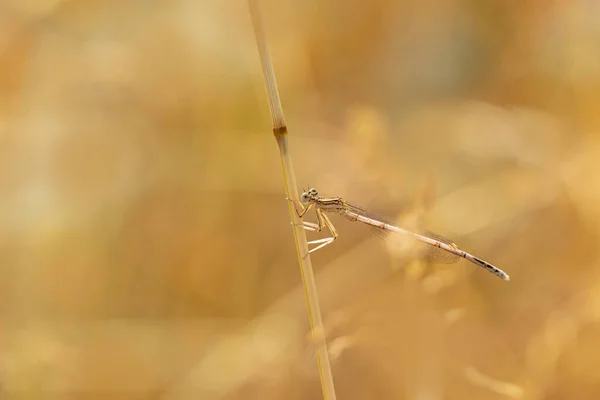 果蝇或蓝羽毛腿果蝇坐在草地上 产于白腿或蓝羽翼果蝇中 — 图库照片