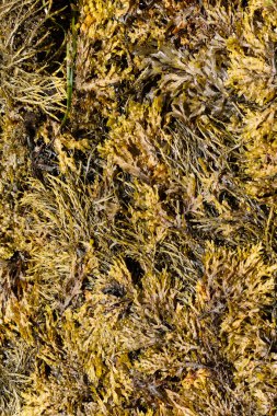 Brittany sahilinde yosun