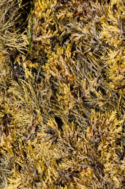 Brittany sahilinde yosun