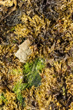 Brittany sahilinde yosun