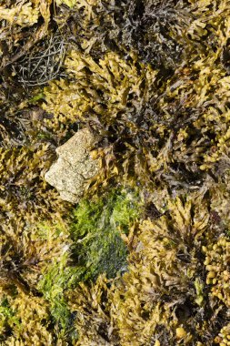 Brittany sahilinde yosun