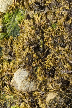 Brittany sahilinde yosun