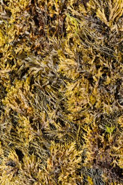 Brittany sahilinde yosun