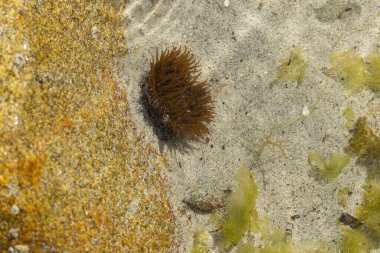 Brittany 'de bir plajda kayalıklarda deniz şakayığı
