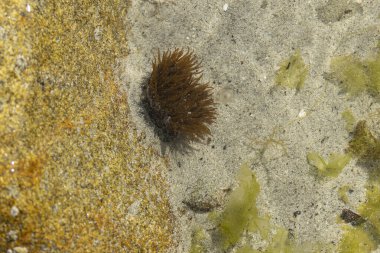 Brittany 'de bir plajda kayalıklarda deniz şakayığı