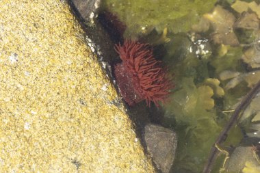 Brittany 'de bir plajda kayalıklarda deniz şakayığı