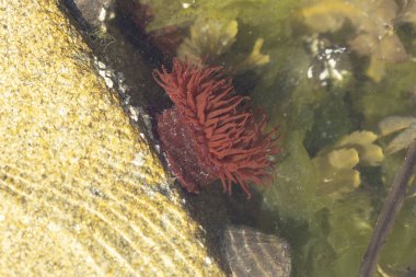 Brittany 'de bir plajda kayalıklarda deniz şakayığı