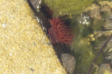 Brittany 'de bir plajda kayalıklarda deniz şakayığı