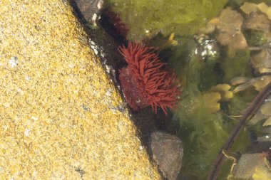 Brittany 'de bir plajda kayalıklarda deniz şakayığı