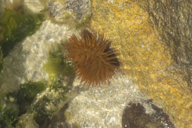 Brittany 'de bir plajda kayalıklarda deniz şakayığı