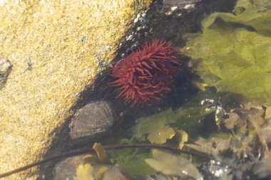 Brittany 'de bir plajda kayalıklarda deniz şakayığı