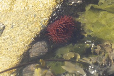 Brittany 'de bir plajda kayalıklarda deniz şakayığı