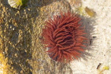 Brittany 'de bir plajda kayalıklarda deniz şakayığı