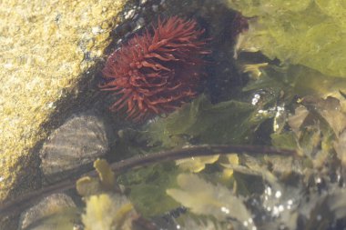 Brittany 'de bir plajda kayalıklarda deniz şakayığı