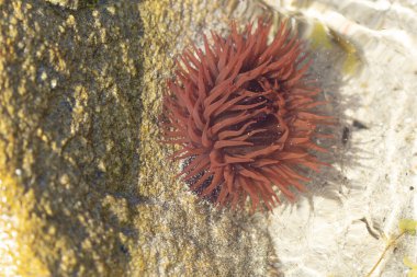 Brittany 'de bir plajda kayalıklarda deniz şakayığı