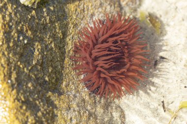Brittany 'de bir plajda kayalıklarda deniz şakayığı