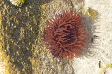 Brittany 'de bir plajda kayalıklarda deniz şakayığı