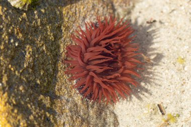 Brittany 'de bir plajda kayalıklarda deniz şakayığı