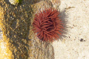 Brittany 'de bir plajda kayalıklarda deniz şakayığı