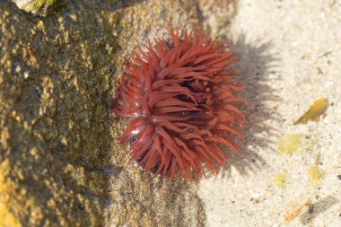 Brittany 'de bir plajda kayalıklarda deniz şakayığı