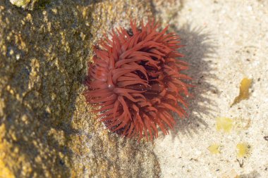 Brittany 'de bir plajda kayalıklarda deniz şakayığı