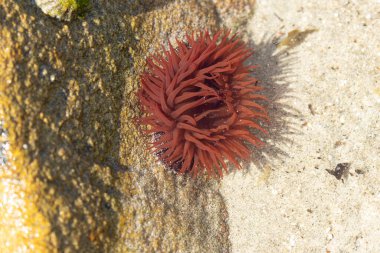 Brittany 'de bir plajda kayalıklarda deniz şakayığı