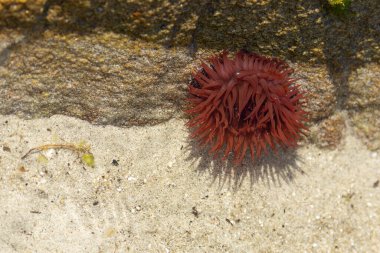 Brittany 'de bir plajda kayalıklarda deniz şakayığı