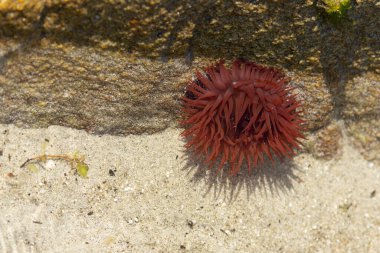 Brittany 'de bir plajda kayalıklarda deniz şakayığı