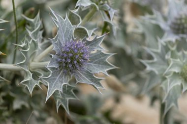 Mavi devedikeni, Fransa, Brittany 'de kumlu bir sahilde Eryngium maritinum amblemi.
