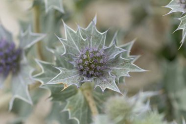 Mavi devedikeni, Fransa, Brittany 'de kumlu bir sahilde Eryngium maritinum amblemi.
