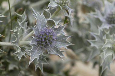 Mavi devedikeni, Fransa, Brittany 'de kumlu bir sahilde Eryngium maritinum amblemi.