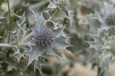 Mavi devedikeni, Fransa, Brittany 'de kumlu bir sahilde Eryngium maritinum amblemi.