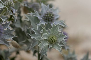 Mavi devedikeni, Fransa, Brittany 'de kumlu bir sahilde Eryngium maritinum amblemi.