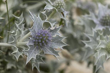 Mavi devedikeni, Fransa, Brittany 'de kumlu bir sahilde Eryngium maritinum amblemi.