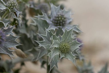 Mavi devedikeni, Fransa, Brittany 'de kumlu bir sahilde Eryngium maritinum amblemi.