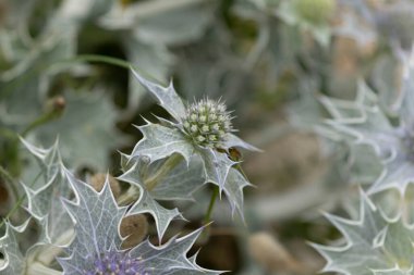 Mavi devedikeni, Fransa, Brittany 'de kumlu bir sahilde Eryngium maritinum amblemi.