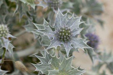 Mavi devedikeni, Fransa, Brittany 'de kumlu bir sahilde Eryngium maritinum amblemi.